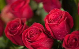 玫瑰，温馨助眠