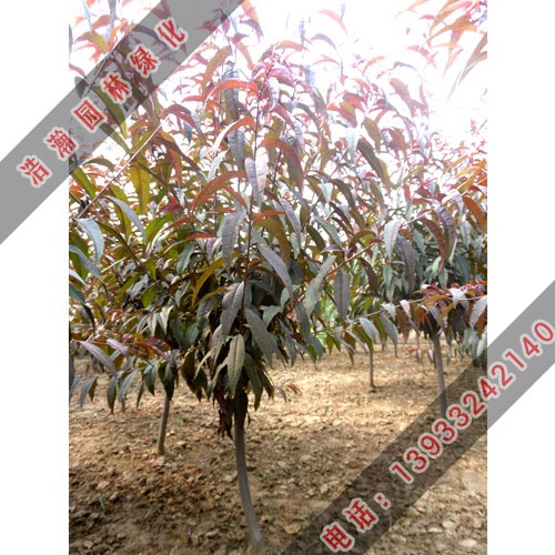 土壤篇：碧桃的家园要选对