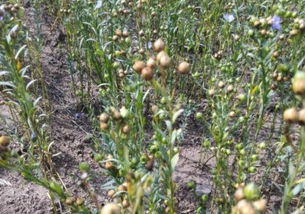 种植技术的提升