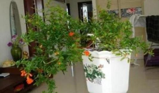 紫藤盆栽种植，如何让藤蔓攀爬而不乱