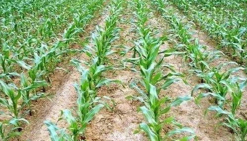 玉米长得高高的，除草剂还Neng用吗？