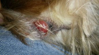 狗狗肛门红肿鼓起大包，可能是肛门腺炎或寄生虫感染