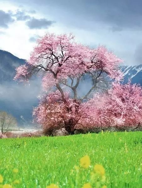 啤酒水喷洒，防范红蜘蛛