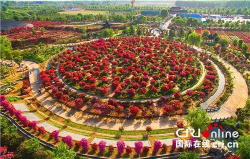 南阳白河廊道月季花海