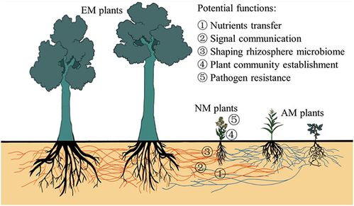 植物的“隐秘智慧”