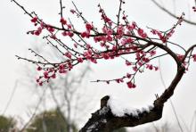 落叶小乔木，月季花节