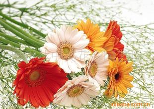 空调房养护， 让你的非洲菊不“感冒”