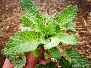1. 地豆种植前使用