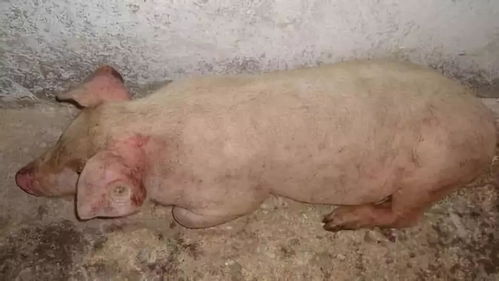 猪败血症、咳喘、母猪炎症，哪种兽药混搭Zui有效？