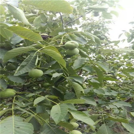 赣州茶油苗批发价格优惠，贵港茶油基地直拨电话