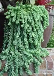 砖块缝隙里的秘密花园