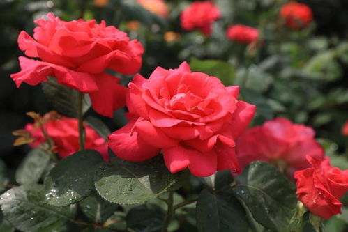 月季花中的醉美——醉红颜月季