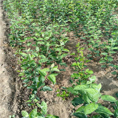 栽种和水肥管理， 用心去呵护