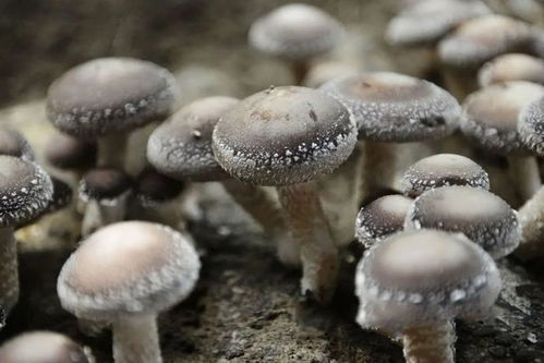 多菌灵对香菇菌丝生长的抑制作用