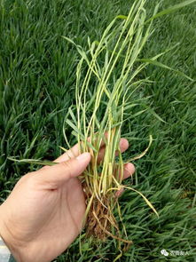 杂草多， 得讲究方法