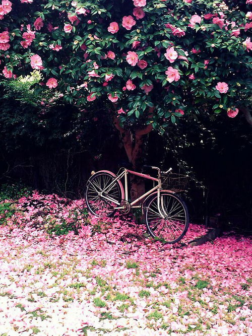 痛苦之花：揭秘勇气与希望的花卉语言