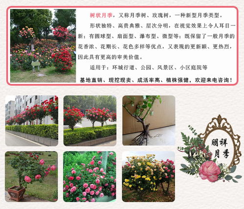 基地的位置揭秘