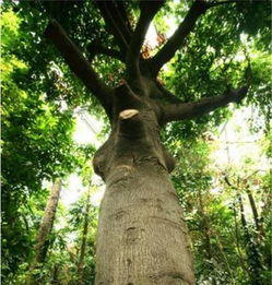 种子怎么处理？