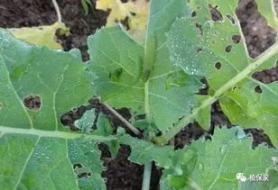 浓度要适宜，别太高哦！