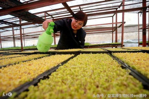 芽苗菜生长的小秘密