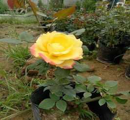 大花月季品种大盘点