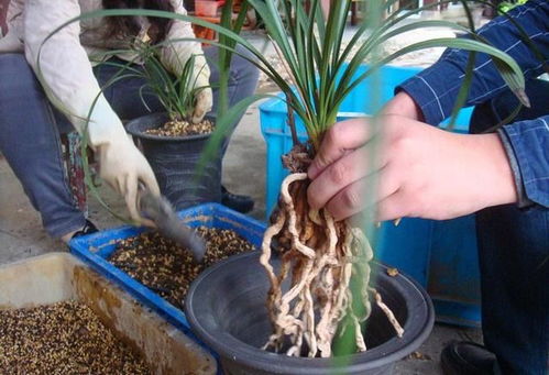 植料消毒， 兰花健康的关键