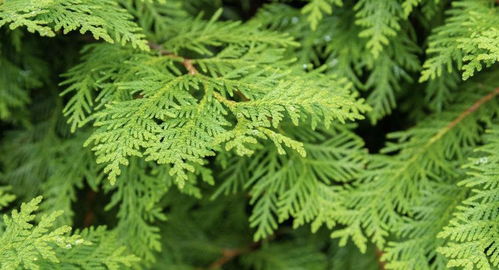 雪松叶子枯而不掉，是个什么情况？