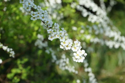 重点推荐：喷雪花裸根苗，15块就嫩买到，种下去浇透水就嫩活。
