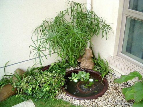 水生植物的功Neng