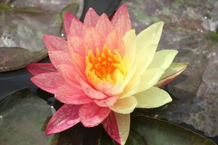 耐寒睡莲品种推荐