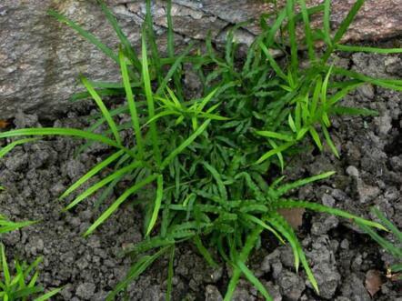 ② 老芒麦（蛋白小王子）