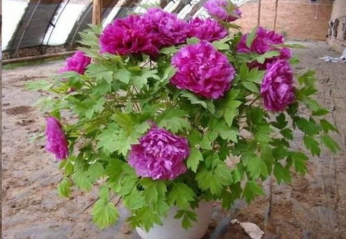 牡丹花修剪方法有哪些？如何正确修剪牡丹花以促进生长