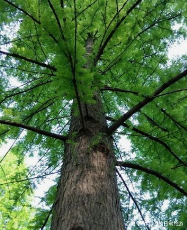 洞U朝上， 雨水灌入，树木寿命缩短