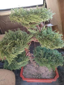 再来说说刺柏， 这个家伙可就不一样了