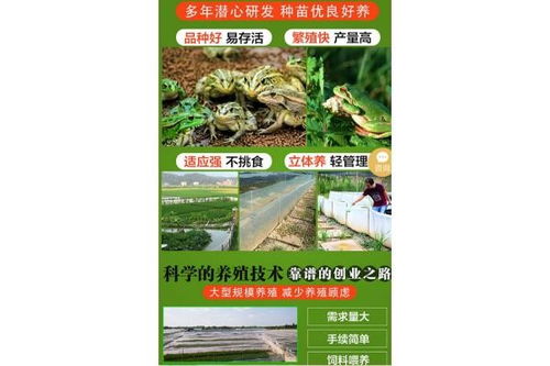 科学饲养青蛙种苗需遵循专业方法，确保其健康成长