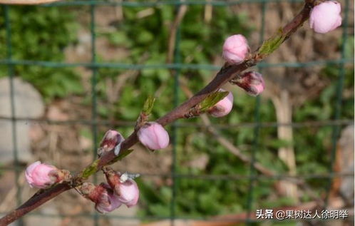 佛手果如何坐果牢？关键在于授粉时机