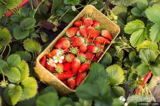 健达在草莓种植中的表现