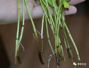 剑叶植物怎么养？光照充足是关键吗