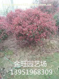 园艺爱好者， 快来种一棵吧