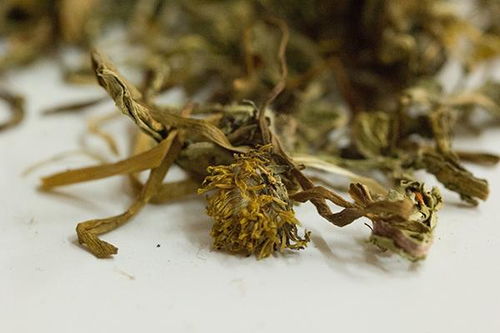黄柏树皮泡水喝有什么功效？这3大好处你知道吗
