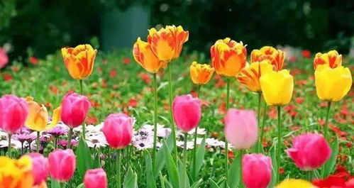 梅雨克星：四大花卉守护神