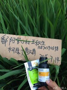 深入田间， 实地观察