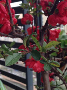 海棠叶子， 那绿色的诗篇