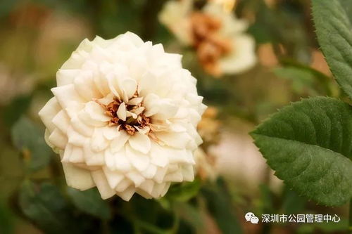 新手小白：花种子的选择大揭秘