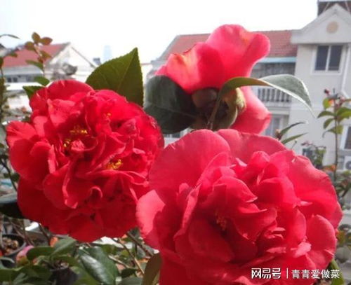 耐寒耐热，适应力强