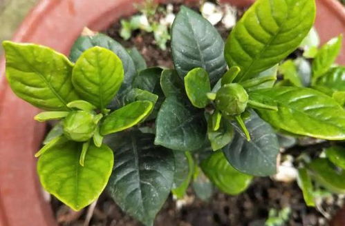 光照调控：角度差5度天壤之别