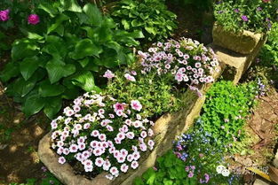 花儿的秘密花园