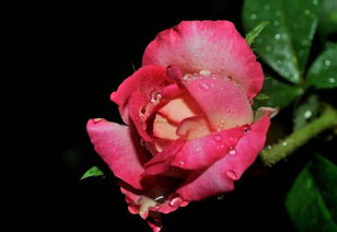 月季的花期揭秘