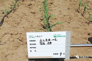 玉米田里的杂草，种类繁多