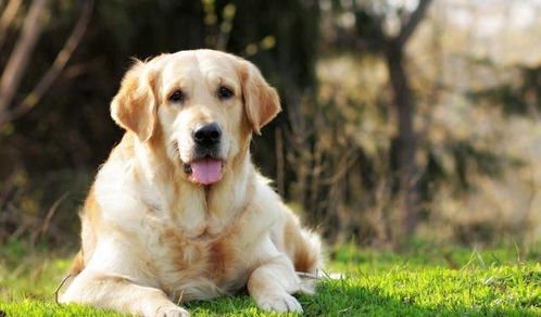 小狗吃多菌灵的长期影响探秘